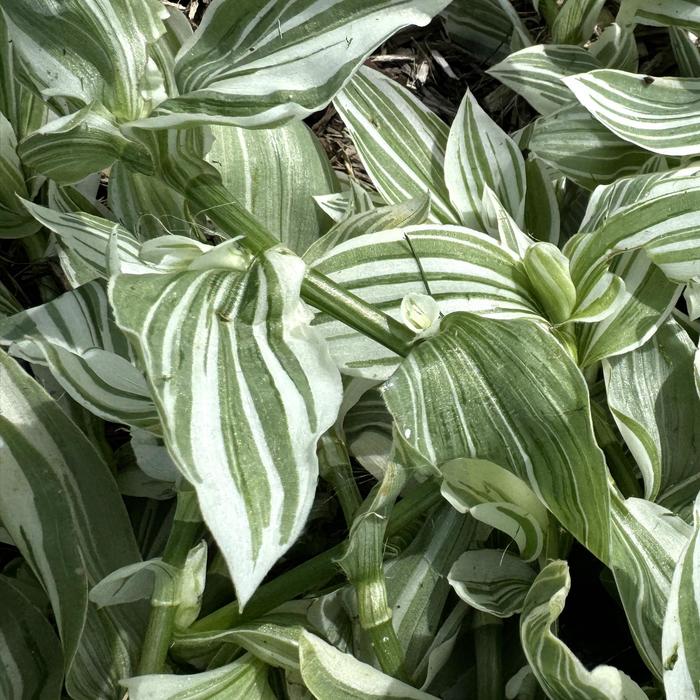 'Pistachio White' Inch Plant - Tradescantia from 93 Nursery and Landscape Supply