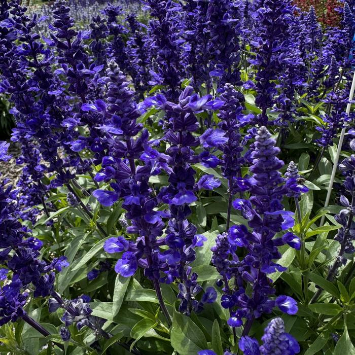 'Midnight Candle' Mealycup Sage - Salvia farinacea from 93 Nursery and Landscape Supply