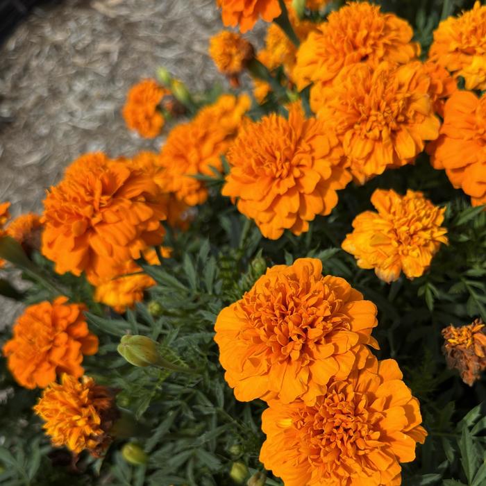 Flamenco Super Hero Mix - Tagetes patula (Marigold) from 93 Nursery and Landscape Supply