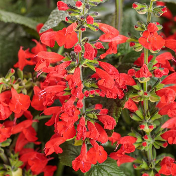 Unplugged&reg; Red Scarlet Sage - Salvia coccinea from 93 Nursery and Landscape Supply