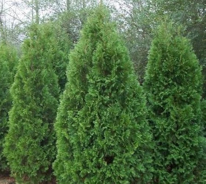 'Blue Cone' Arborvitae - Thuja orientalis from 93 Nursery and Landscape Supply