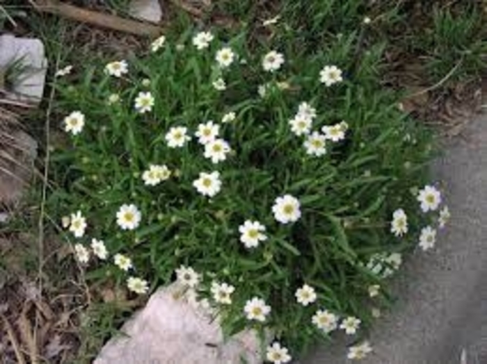 Blackfoot Daisy - Melampodium leucantheum from 93 Nursery and Landscape Supply