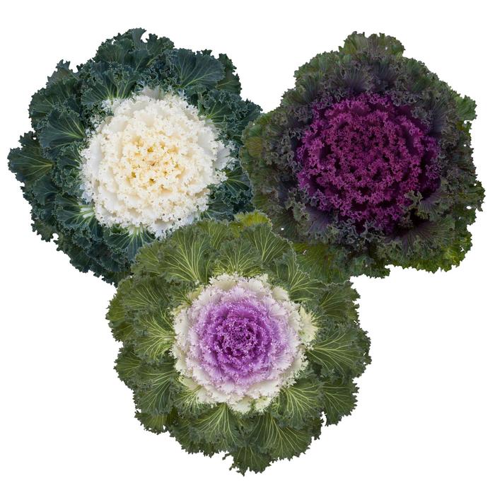 'Bright and Early Mix' Ornamental Kale - Brassica oleracea from 93 Nursery and Landscape Supply