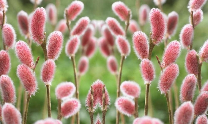 'French' Pussy Willow - Salix caprea from 93 Nursery and Landscape Supply