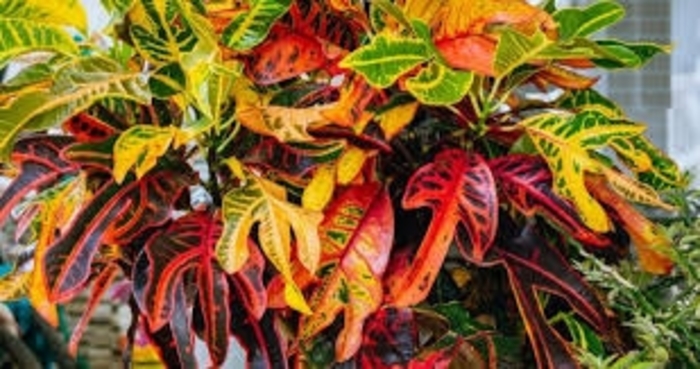 'Mammy' Croton - Codiaeum variegatum from 93 Nursery and Landscape Supply
