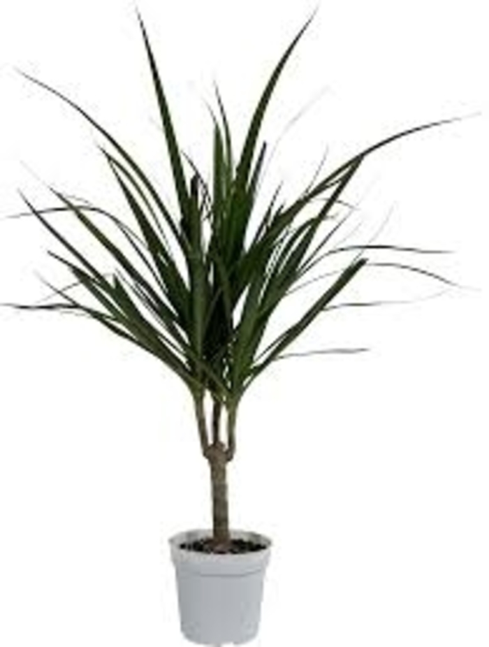 Dragon Tree - Dracaena marginata from 93 Nursery and Landscape Supply
