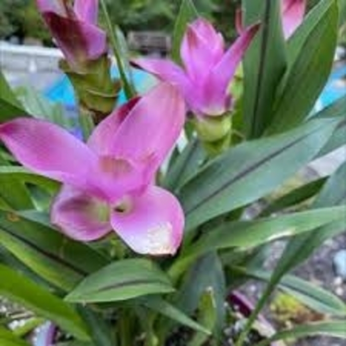 'Siam Splash' - Curcuma hybrid from 93 Nursery and Landscape Supply