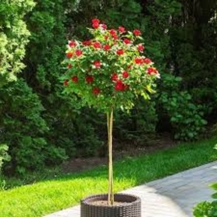 Rose Tree - Rosa (Rose) from 93 Nursery and Landscape Supply