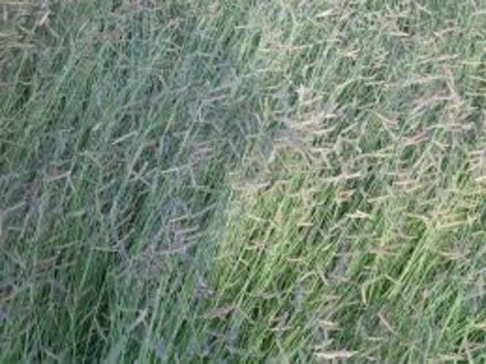 Blue Grama - Bouteloua gracilis from 93 Nursery and Landscape Supply