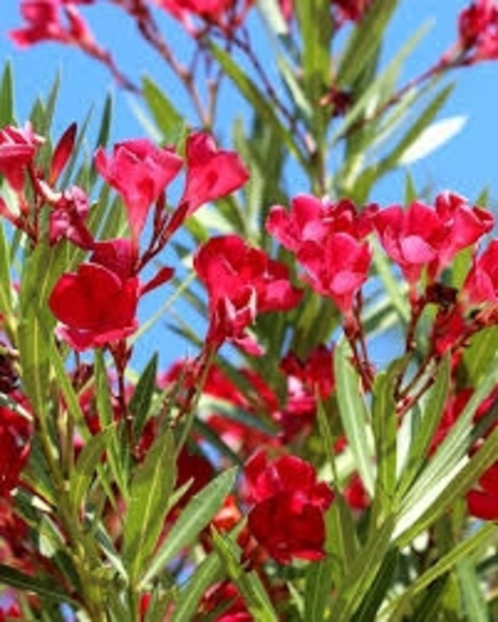 'Hardy Red' Oleander - Nerium oleander from 93 Nursery and Landscape Supply
