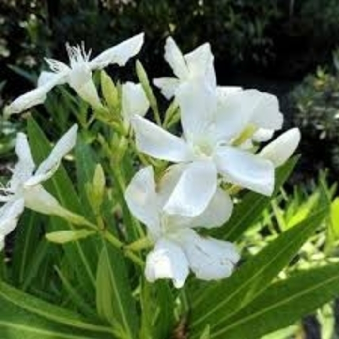 'White Sands' Oleander - Nerium oleander from 93 Nursery and Landscape Supply