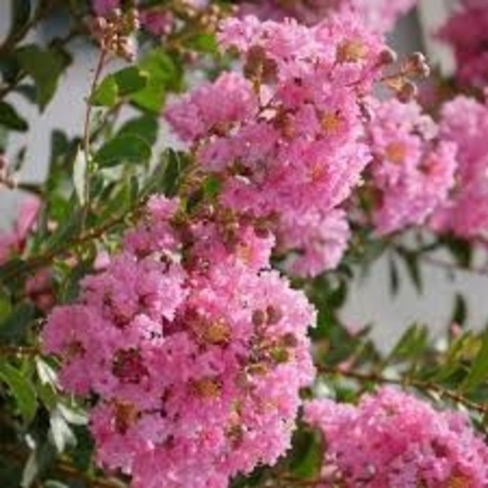 'Guava Petite' Crape Myrtle - Lagerstroemia indica Guava from 93 Nursery and Landscape Supply