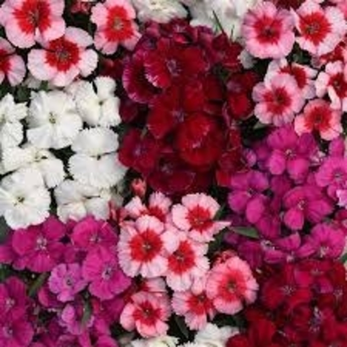 Coronet™ 'Mix' - Dianthus chinensis (Pinks) from 93 Nursery and Landscape Supply