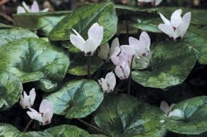 Allure 'Pure White' - Cyclamen from 93 Nursery and Landscape Supply