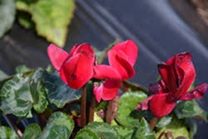 Allure 'Wine Red' - Cyclamen from 93 Nursery and Landscape Supply