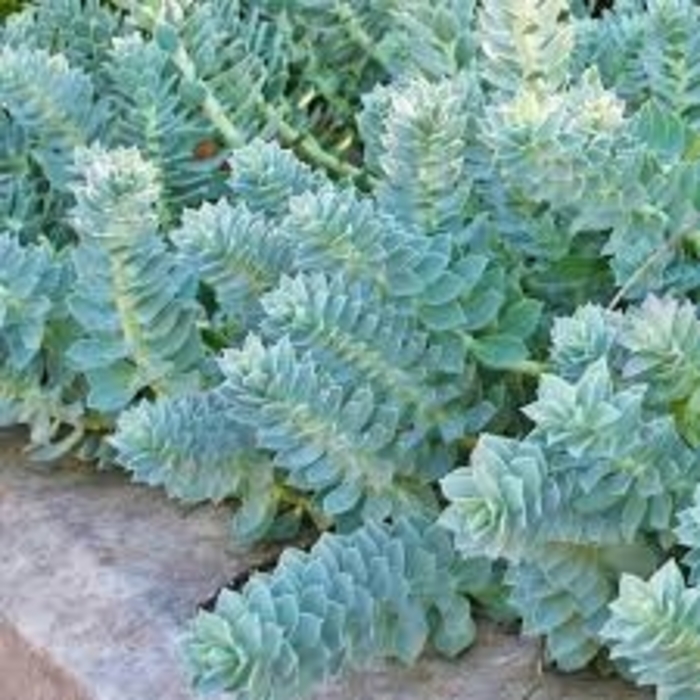 Myrtle Spurge - Euphorbia Myrsinites from 93 Nursery and Landscape Supply