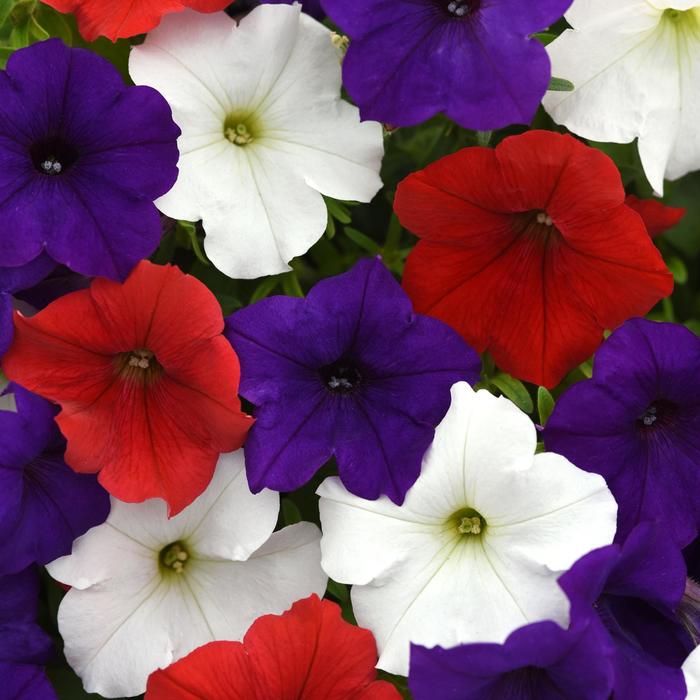 Petunia Wave Mix - Petunia from 93 Nursery and Landscape Supply