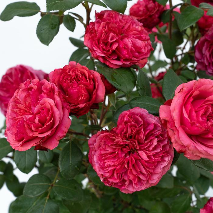 Loves Me, Loves Me Not&trade; Rose - Rosa from 93 Nursery and Landscape Supply