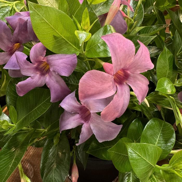 Sun Paraso Bluephoria - Mandevilla from 93 Nursery and Landscape Supply