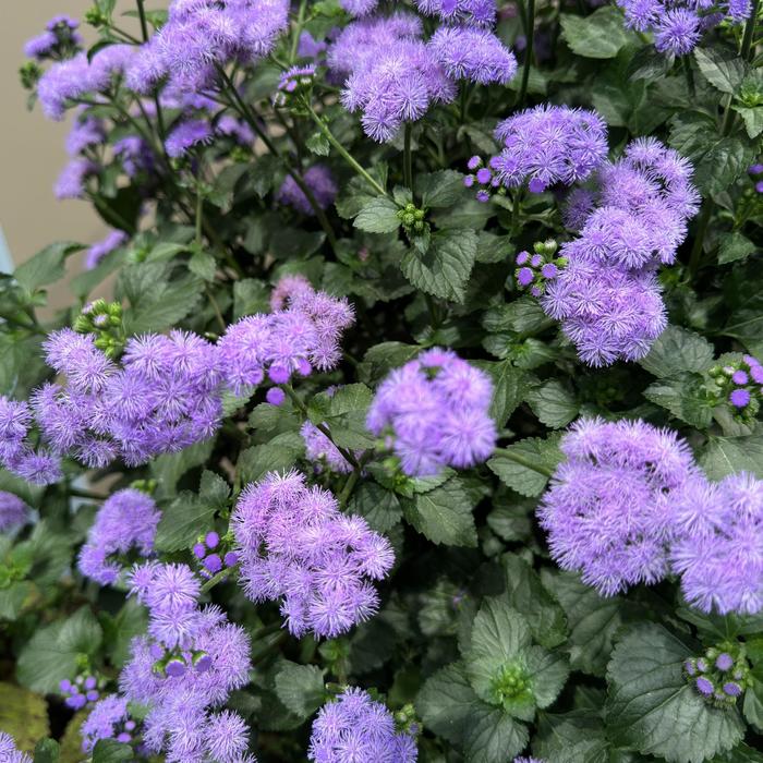 Monarch Magic&trade; Floss Flower - Ageratum houstonianum from 93 Nursery and Landscape Supply