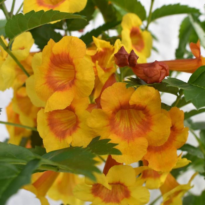 Kalama&trade; 'Blood Orange' - Tecoma stans from 93 Nursery and Landscape Supply