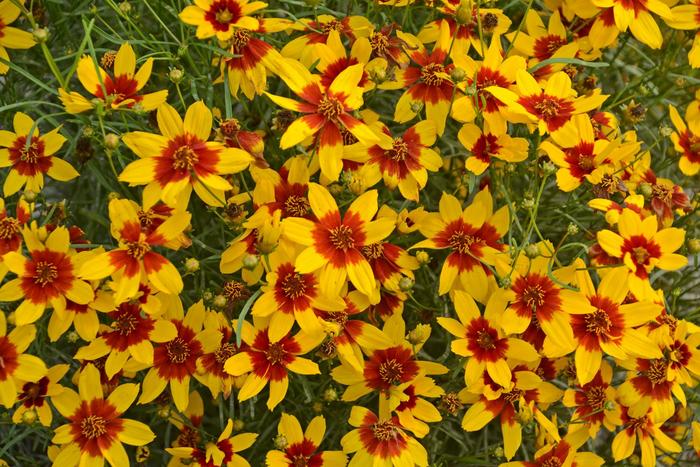 Sizzle and Spice - Coreopsis (Tickweed) from 93 Nursery and Landscape Supply