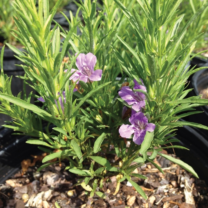 Snake Herb - Dyschoriste linearis from 93 Nursery and Landscape Supply