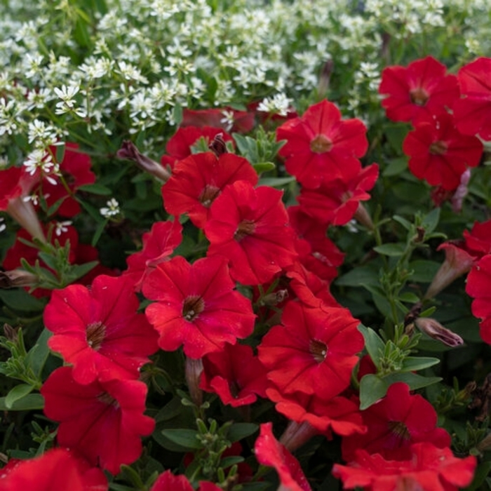 'Isabells Rose Star' Trailing Petunia - Calibrachoa from 93 Nursery and Landscape Supply