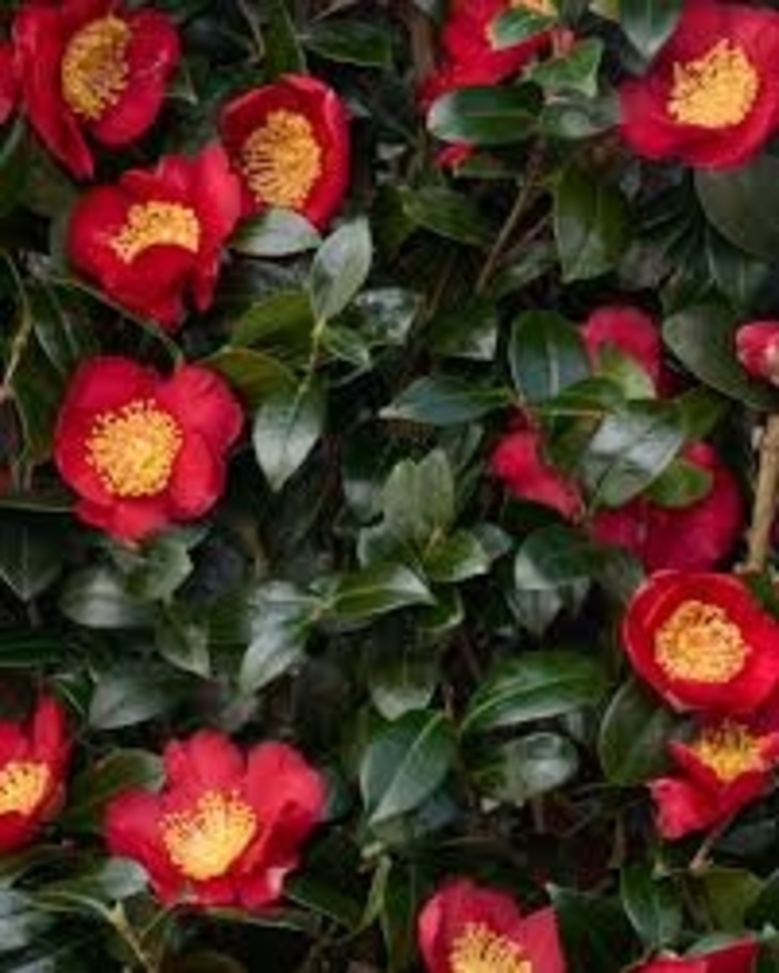 'Yuletide' - Camellia sasanqua from 93 Nursery and Landscape Supply