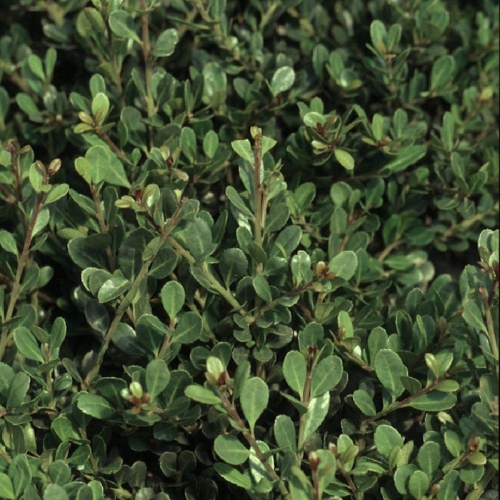 'Compacta' Compact Holly - Ilex crenata from 93 Nursery and Landscape Supply