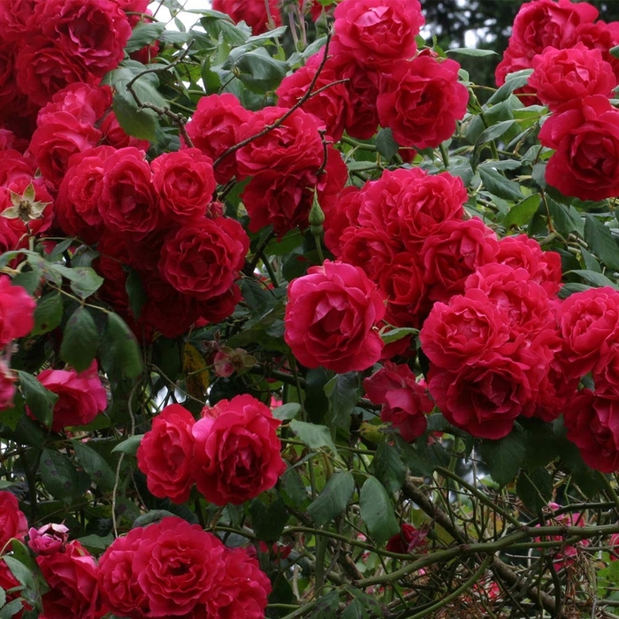 'Blaze' Climbing Rose - Rosa from 93 Nursery and Landscape Supply