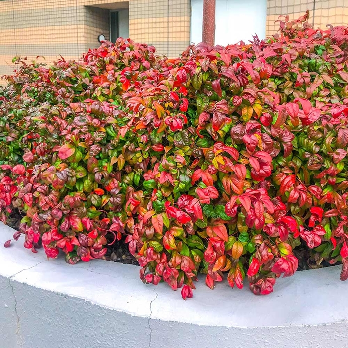 'Firepower' Heavenly Bamboo - Nandina domestica from 93 Nursery and Landscape Supply