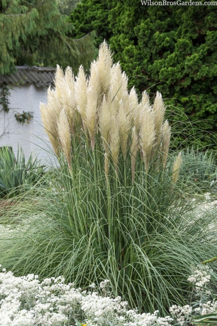 Pampas Grass - Cortaderia selloana from 93 Nursery and Landscape Supply