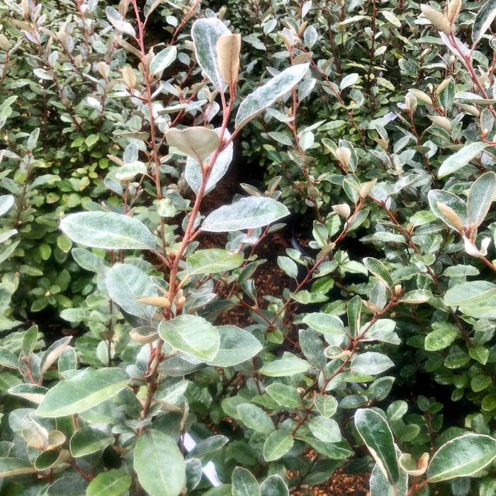 Elaeagnus - Elaeagnus pungens from 93 Nursery and Landscape Supply