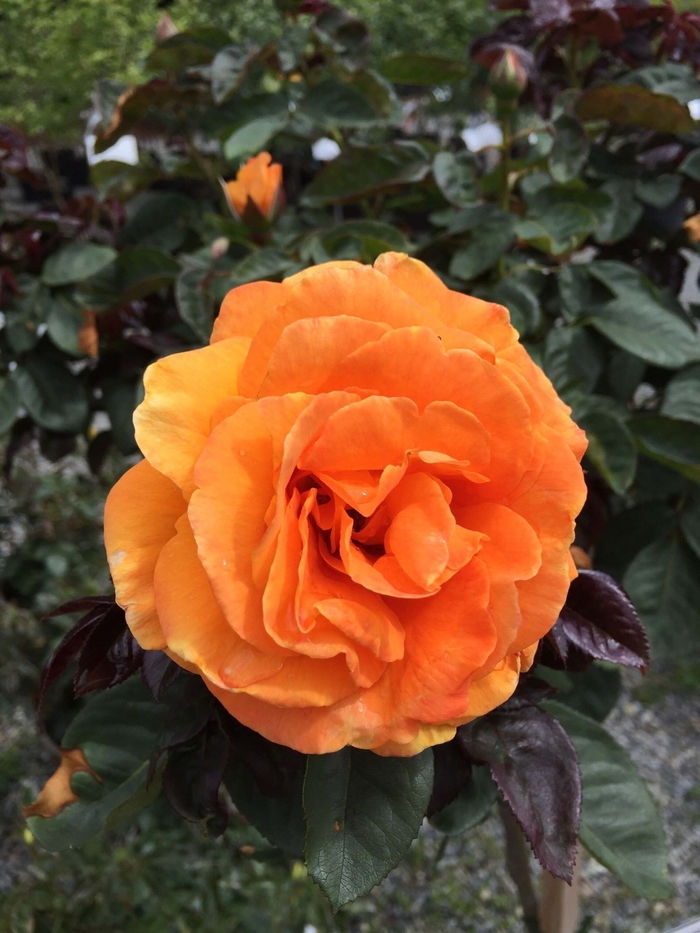 'Vavoom™' Floribunda Rose - Rosa from 93 Nursery and Landscape Supply