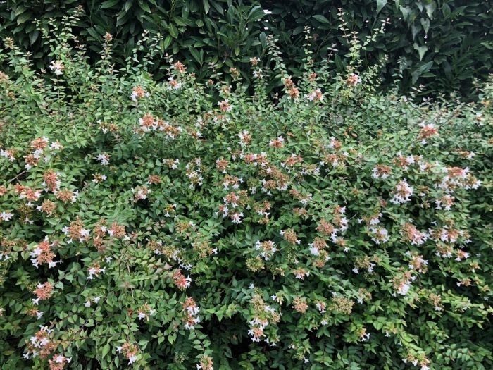 'Little Richard' Glossy Abelia - Abelia x grandiflora from 93 Nursery and Landscape Supply