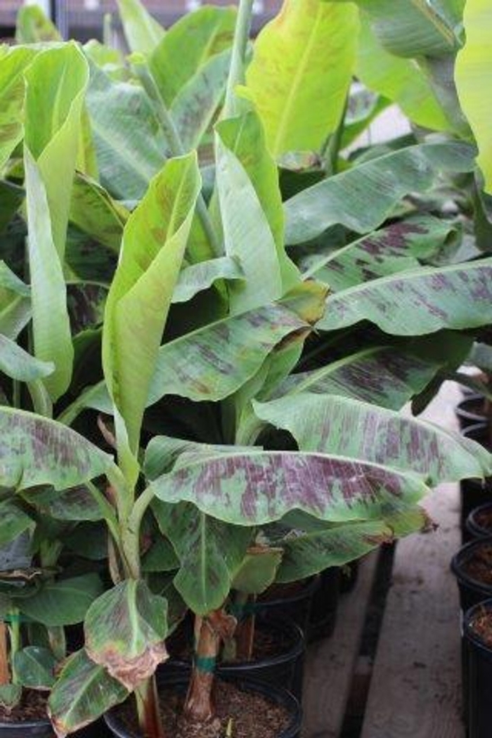 'Dwarf Cavendish' Dwarf Banana - Musa from 93 Nursery and Landscape Supply