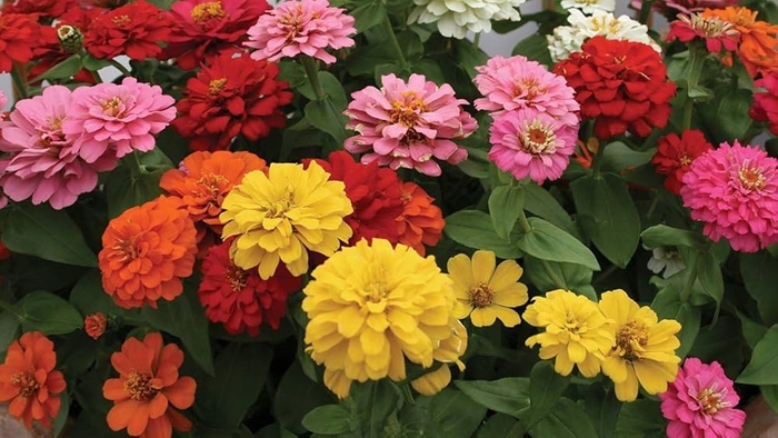Zinnia - Zinnia from 93 Nursery and Landscape Supply