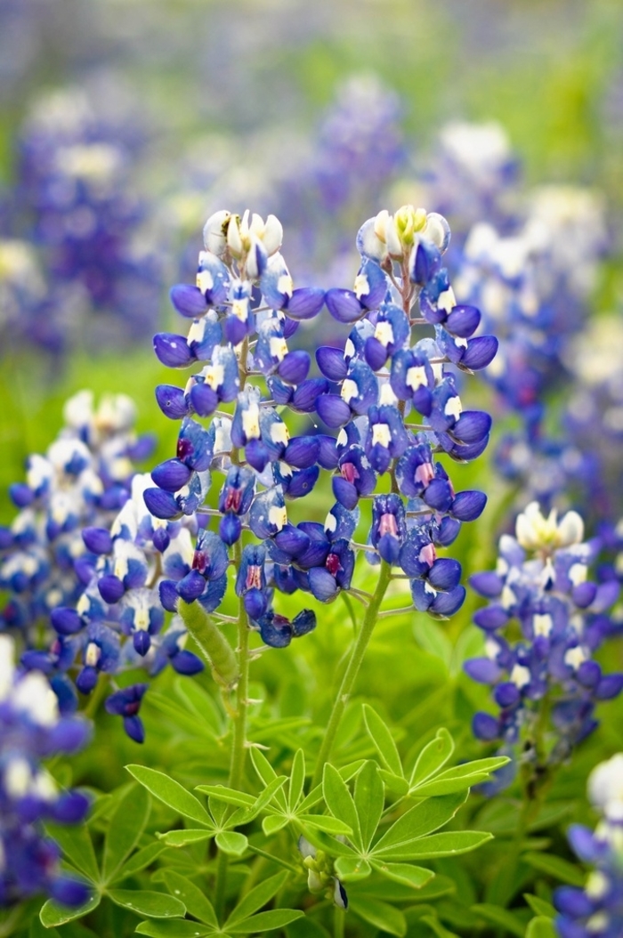 Texas Bluebonnet - Lupinus texensis from 93 Nursery and Landscape Supply