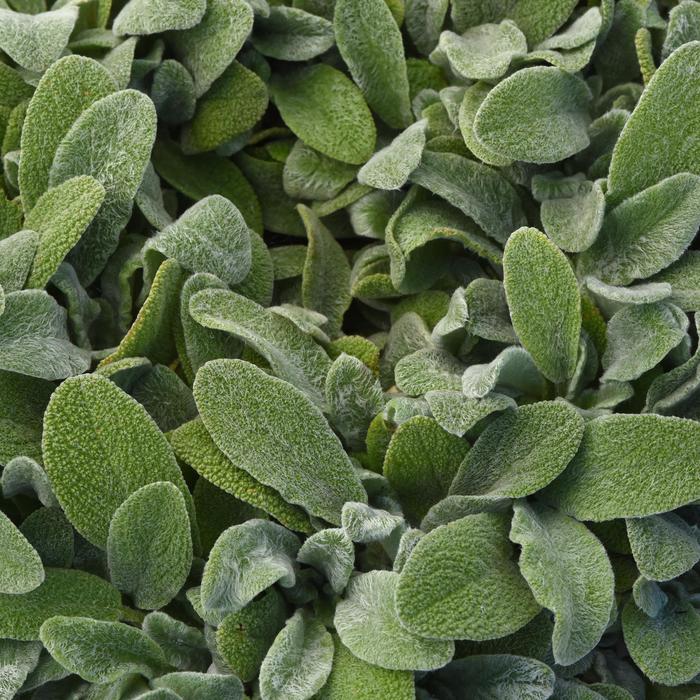 'Little Lamb' Lamb's Ear - Stachys byzantina from 93 Nursery and Landscape Supply