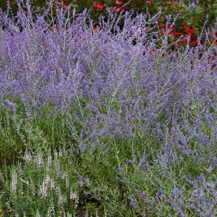 'Crazy Blue' Russian Sage - Perovskia atriplicifolia from 93 Nursery and Landscape Supply