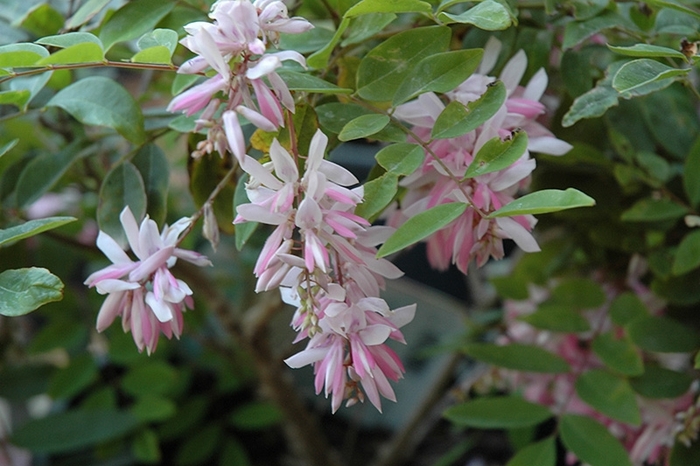 Pink Indigo Flower - Indigofera amblyantha from 93 Nursery and Landscape Supply