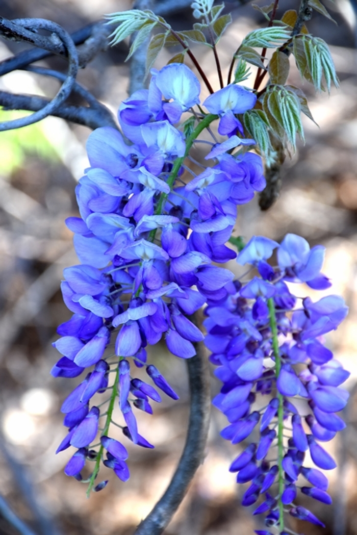 Blue Wisteria - Wisteria sinensis from 93 Nursery and Landscape Supply