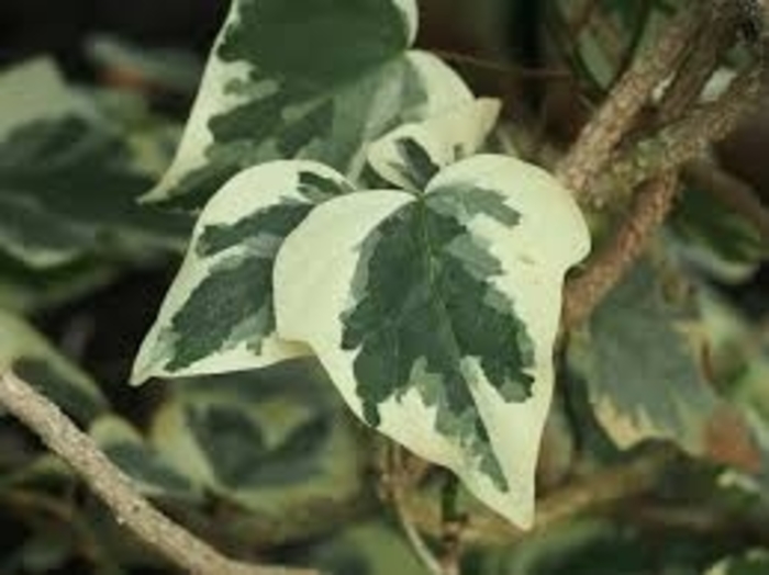 'Gloire de Marengo' Variegated Algerian Ivy - Hedera algeriensis from 93 Nursery and Landscape Supply