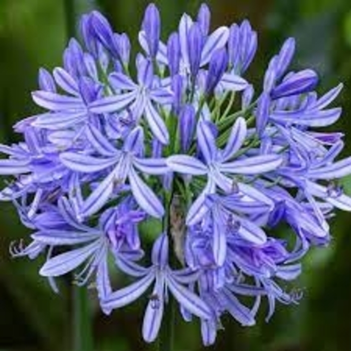 'Blue' Lily of the Nile - Agapanthus africanus from 93 Nursery and Landscape Supply