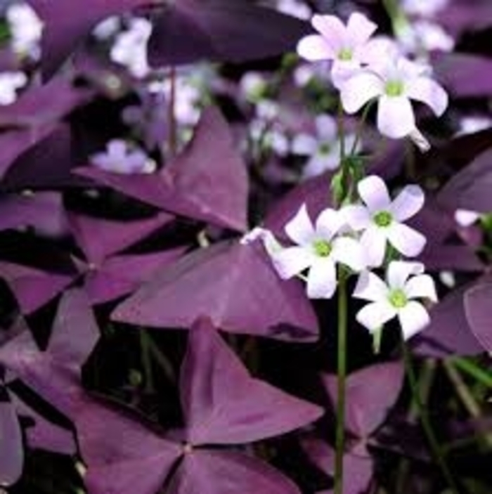 Allure™ 'Ebony' - Oxalis triangularis (Shamrock) from 93 Nursery and Landscape Supply