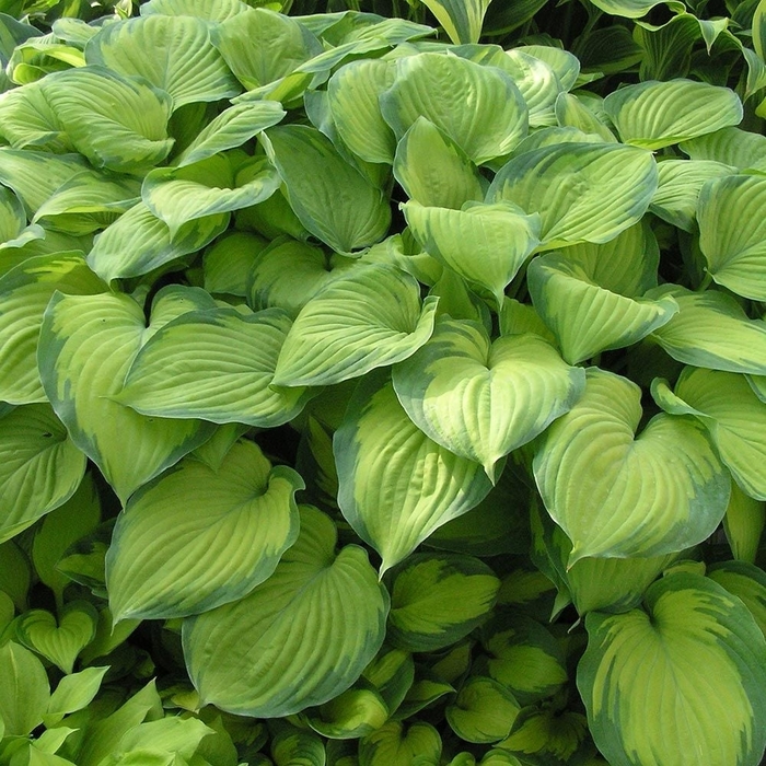 'Guacamole' Hosta - Hosta from 93 Nursery and Landscape Supply