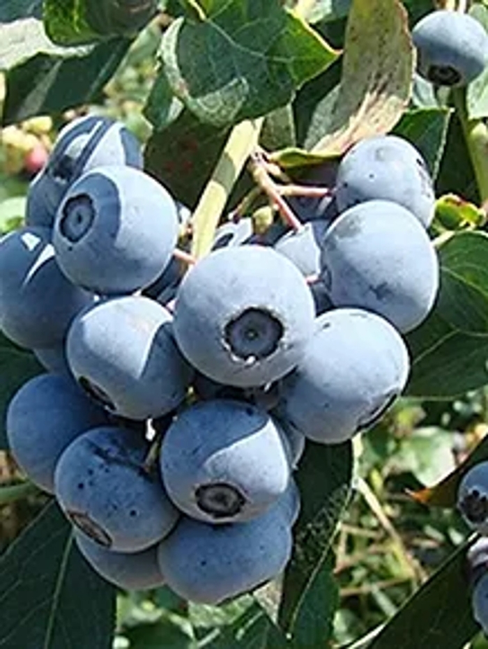 'Tifblue' Rabbiteye Blueberry - Vaccinium ashei from 93 Nursery and Landscape Supply