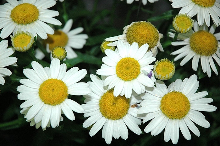'White Mountain' Shasta Daisy - Leucanthemum x superbum from 93 Nursery and Landscape Supply