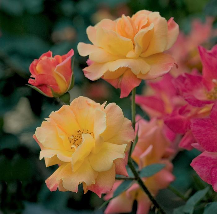 'Josephs Coat' Climbing Rose - Rosa from 93 Nursery and Landscape Supply